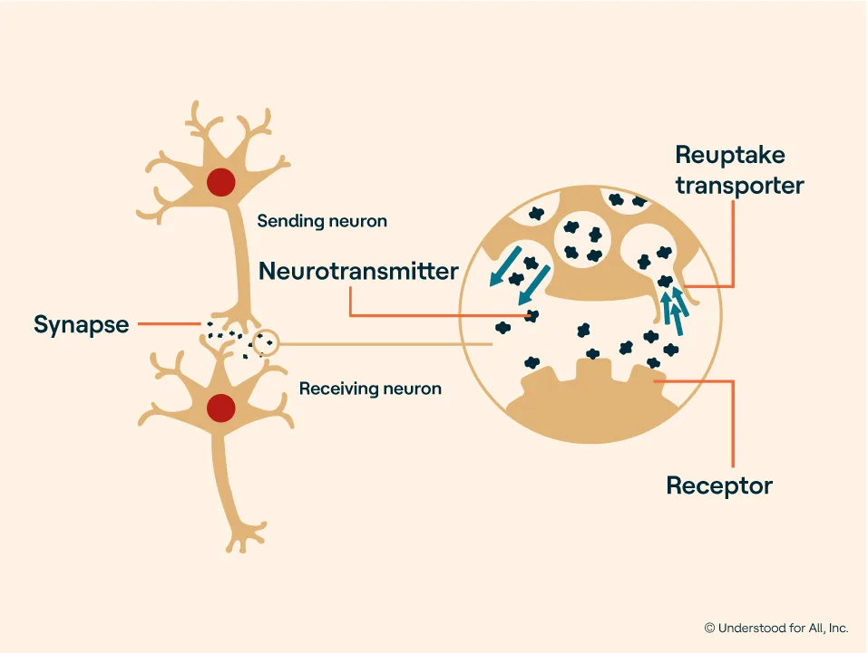 Left: Neurotransmitters cross synapse between sending neuron and receiving neuron. Right: Close-up of neurotransmitters released by the sending neuron and crossing synapse. Some are received by receiving neuron. Others are returned to sending neuron by reuptake transporter.