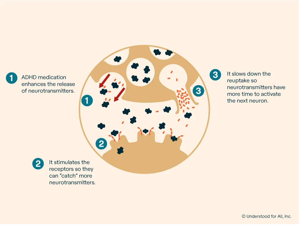 1. ADHD medication enhances the release of neurotransmitters.
2. It stimulates the receptors so they can catch more neurotransmitters.
3. It slows down the reuptake so neurotransmitters have more time to activate the next neuron.